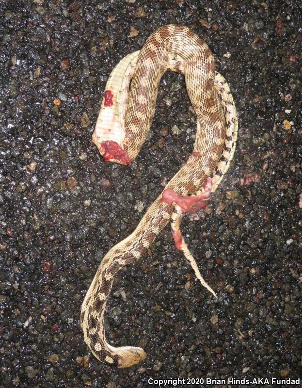 Great Basin Gopher Snake (Pituophis catenifer deserticola)