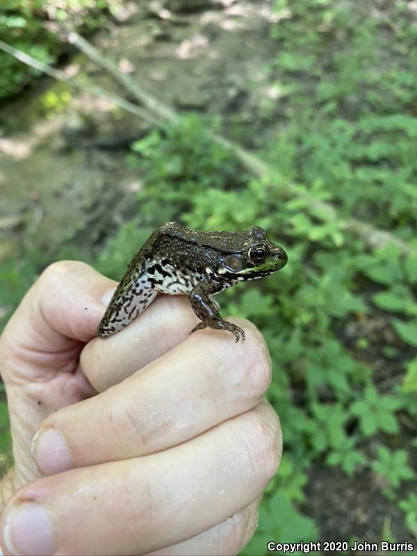 Northern Green Frog (Lithobates clamitans melanota)