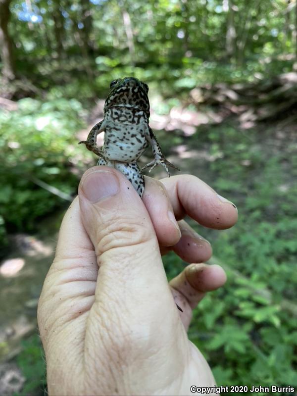 Northern Green Frog (Lithobates clamitans melanota)