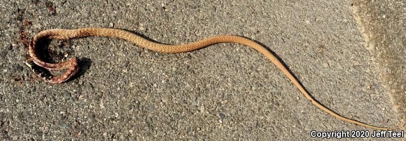 Red Racer (Coluber flagellum piceus)