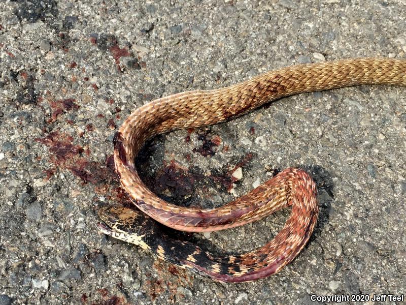 Red Racer (Coluber flagellum piceus)