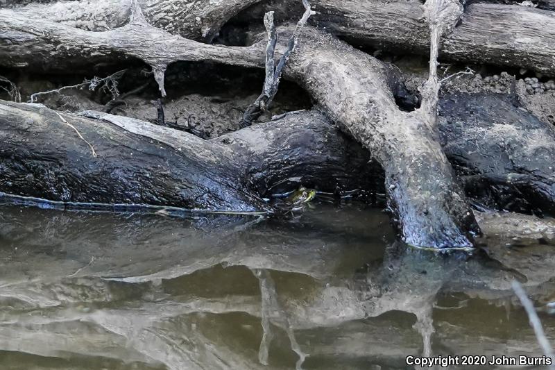 Northern Green Frog (Lithobates clamitans melanota)