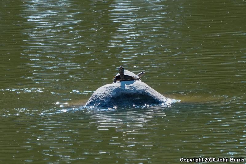 Northern Map Turtle (Graptemys geographica)