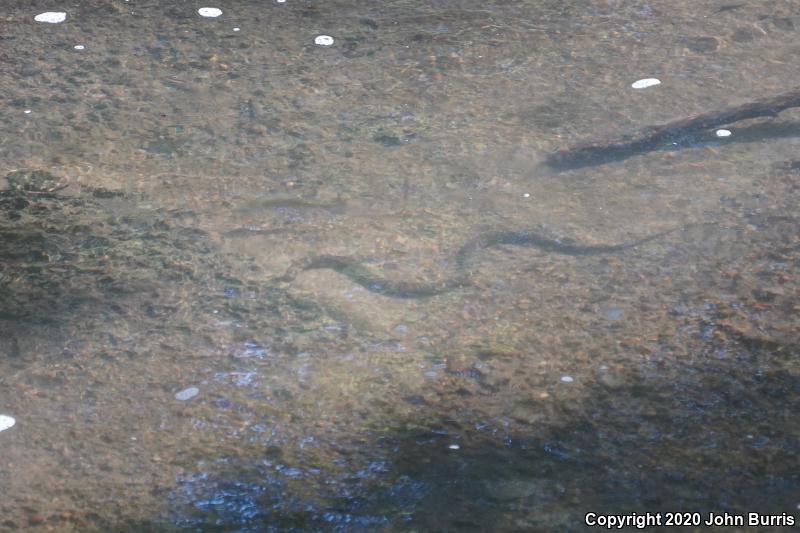 Northern Watersnake (Nerodia sipedon sipedon)