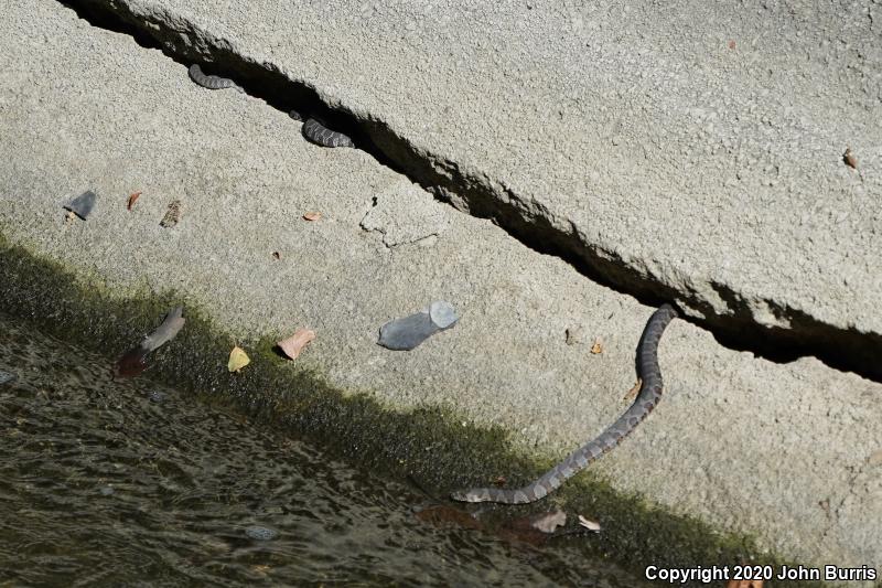 Northern Watersnake (Nerodia sipedon sipedon)