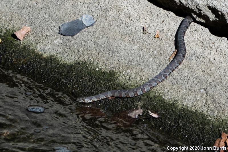 Northern Watersnake (Nerodia sipedon sipedon)