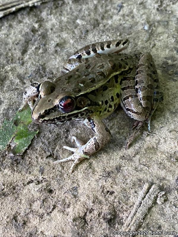 Southern Leopard Frog (Lithobates sphenocephalus)
