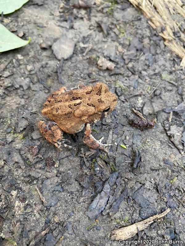 Dwarf American Toad (Anaxyrus americanus charlesmithi)