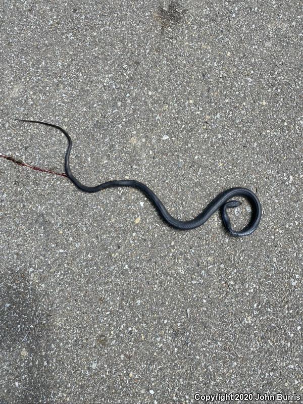 Southern Black Racer (Coluber constrictor priapus)