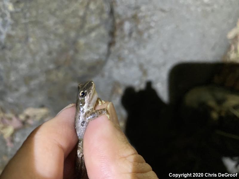 Baja California Treefrog (Pseudacris hypochondriaca)