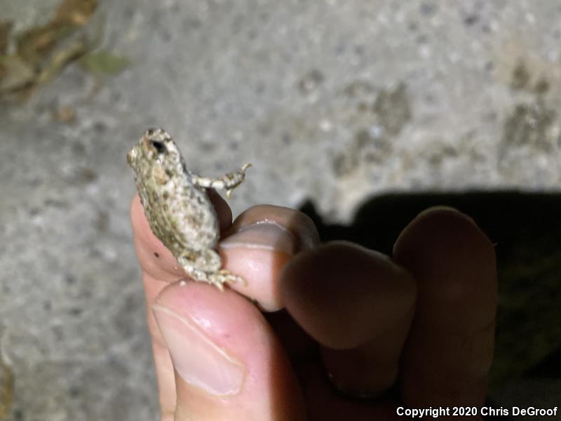 Baja California Treefrog (Pseudacris hypochondriaca)