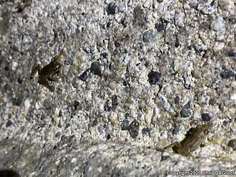 Baja California Treefrog (Pseudacris hypochondriaca)