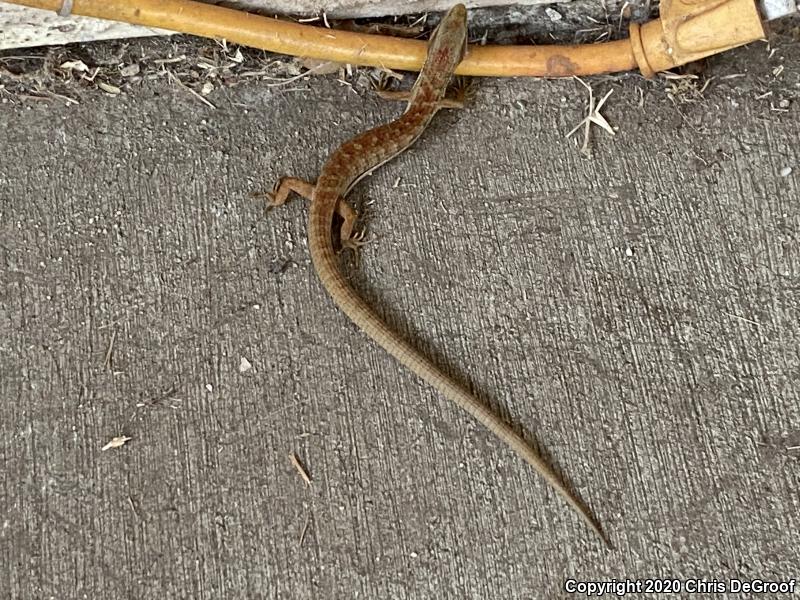 San Diego Alligator Lizard (Elgaria multicarinata webbii)