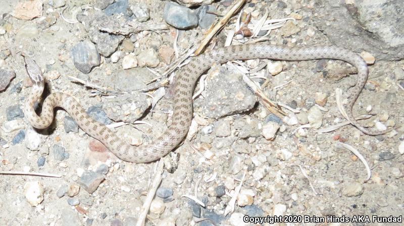 Desert Nightsnake (Hypsiglena chlorophaea)