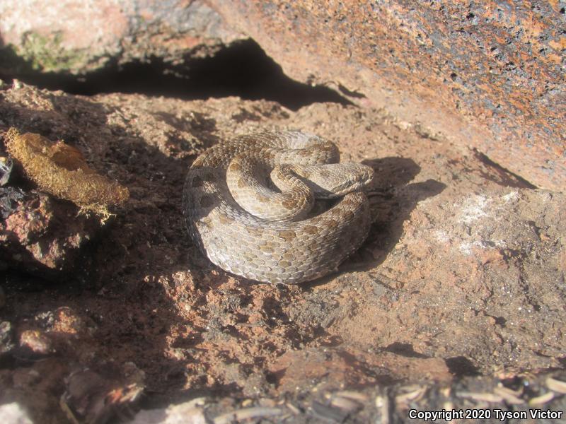 Western Twin-spotted Rattlesnake (Crotalus pricei pricei)