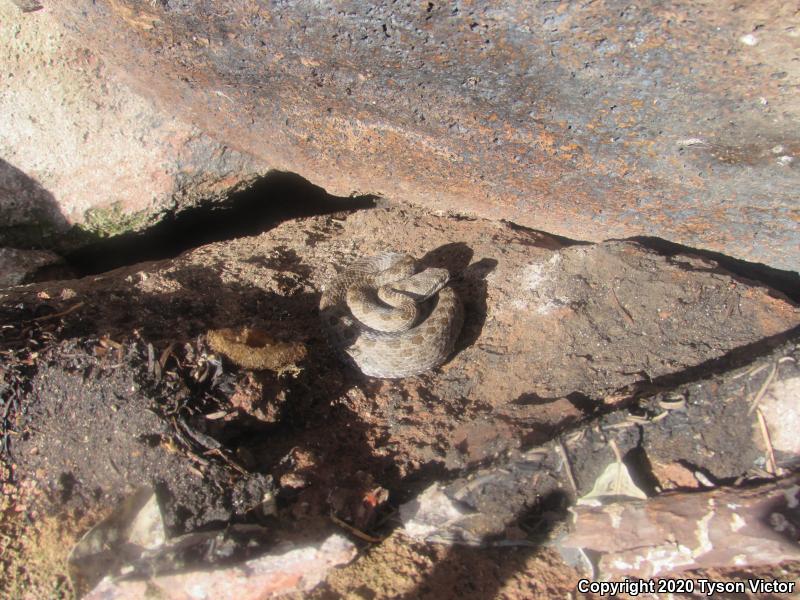 Western Twin-spotted Rattlesnake (Crotalus pricei pricei)