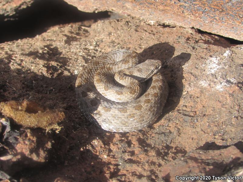 Western Twin-spotted Rattlesnake (Crotalus pricei pricei)