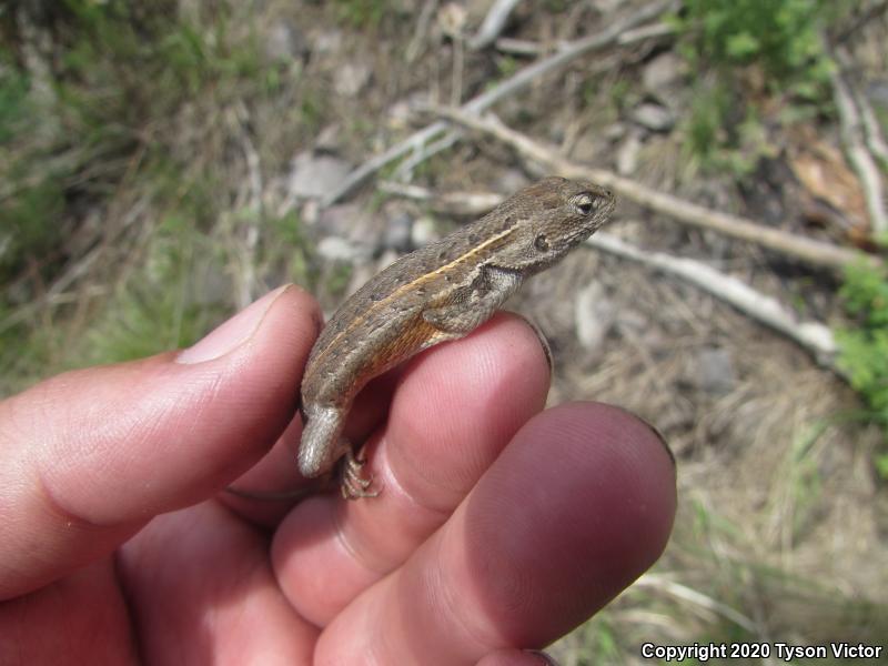 Salvin's Spiny Lizard (Sceloporus salvini)