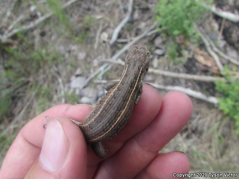 Salvin's Spiny Lizard (Sceloporus salvini)