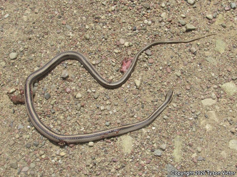 Mountain Patch-nosed Snake (Salvadora grahamiae grahamiae)