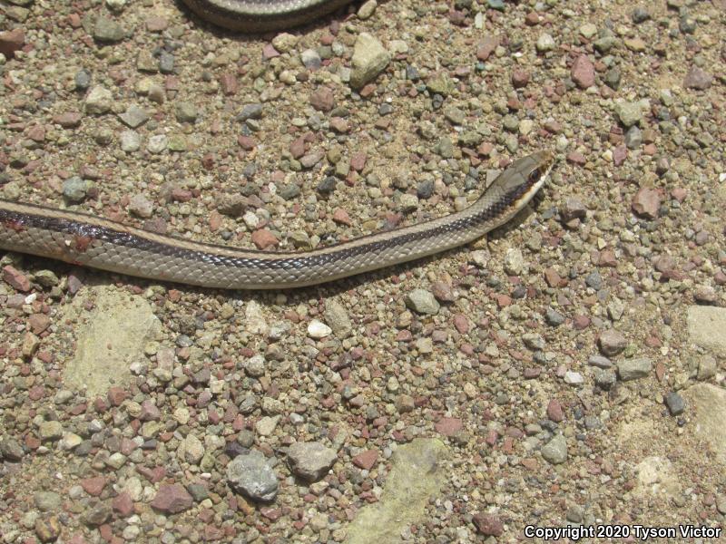 Mountain Patch-nosed Snake (Salvadora grahamiae grahamiae)