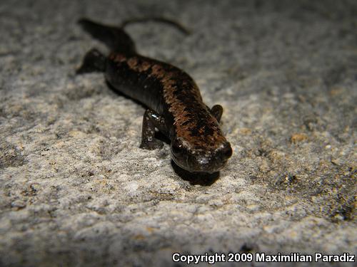Yucatán Mushroom-tongued Salamander (Bolitoglossa yucatana)