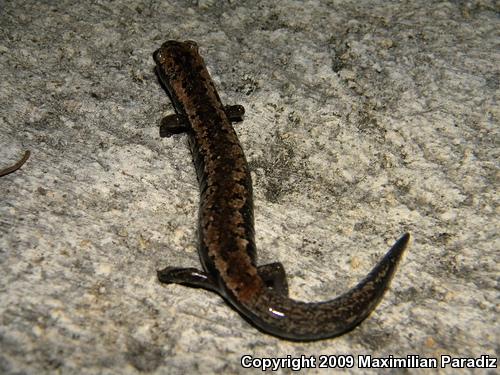 Yucatán Mushroom-tongued Salamander (Bolitoglossa yucatana)