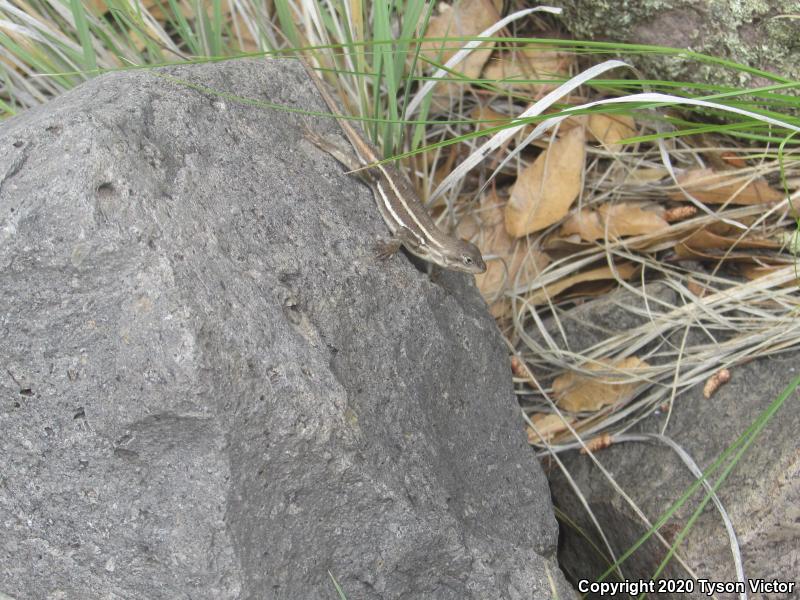 Striped Plateau Lizard (Sceloporus virgatus)