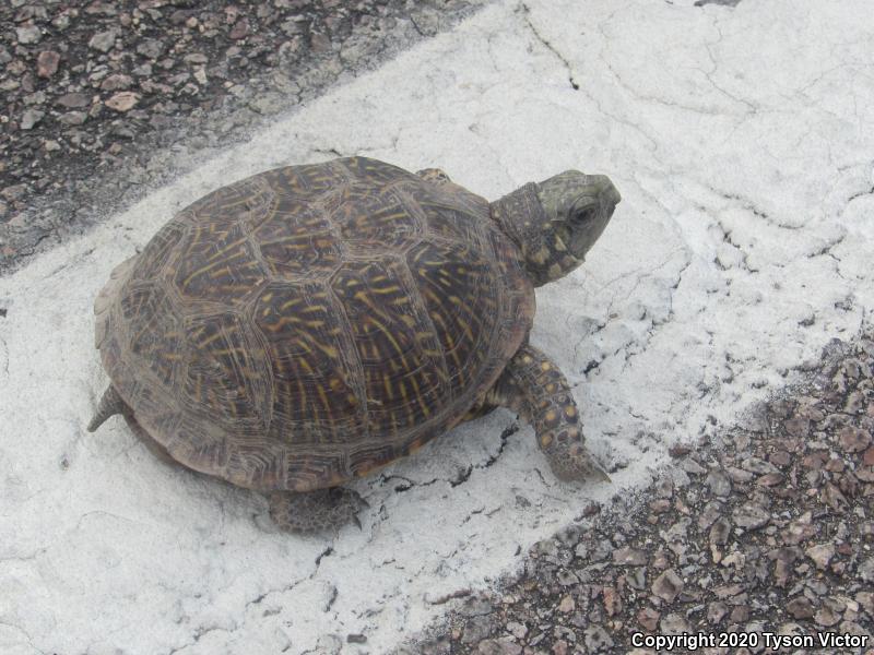 Desert Box Turtle (Terrapene ornata luteola)