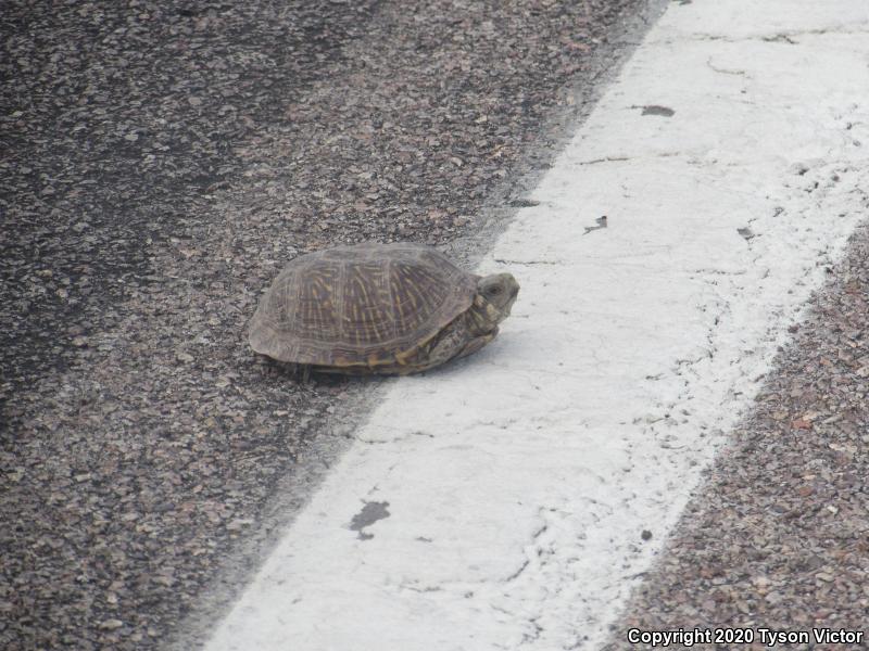 Desert Box Turtle (Terrapene ornata luteola)