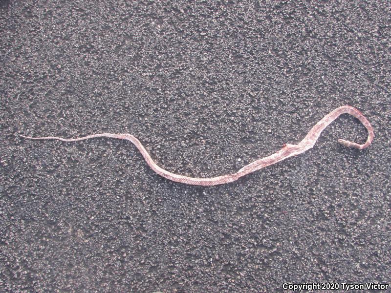 Sonoran Coachwhip (Coluber flagellum cingulum)