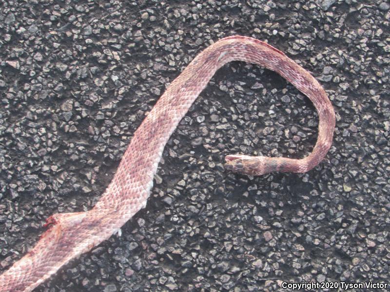 Sonoran Coachwhip (Coluber flagellum cingulum)