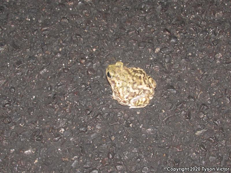 Couch's Spadefoot (Scaphiopus couchii)