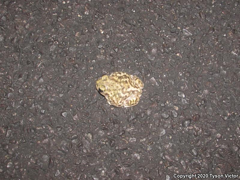 Couch's Spadefoot (Scaphiopus couchii)