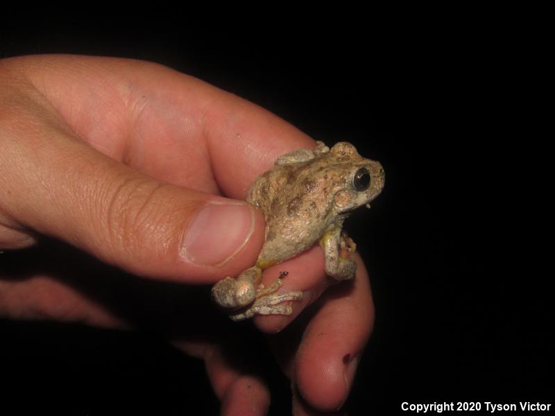 Canyon Treefrog (Hyla arenicolor)