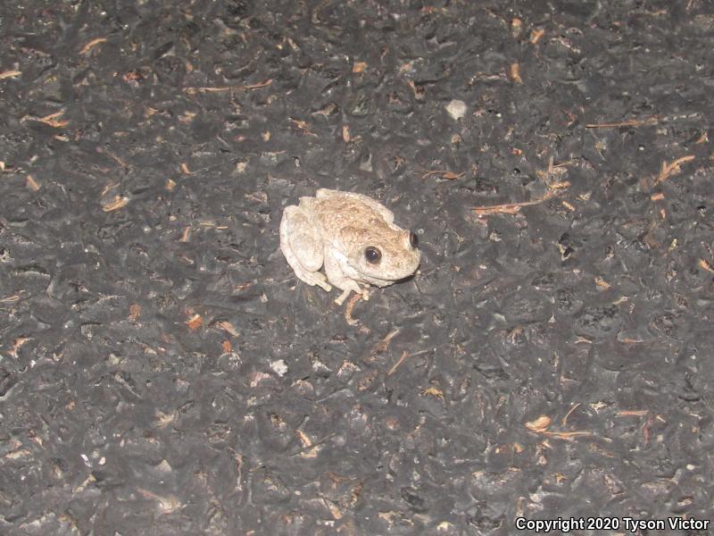 Canyon Treefrog (Hyla arenicolor)