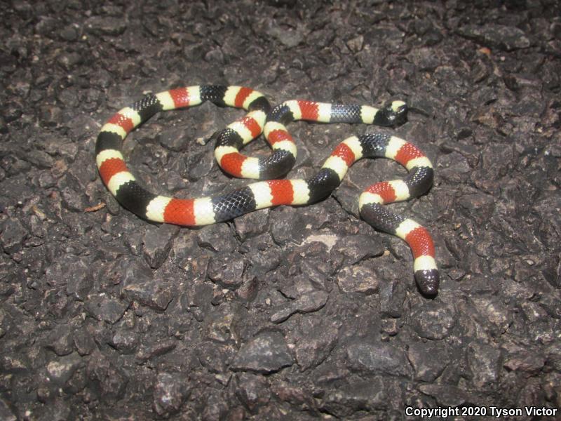 Arizona Coralsnake (Micruroides euryxanthus euryxanthus)