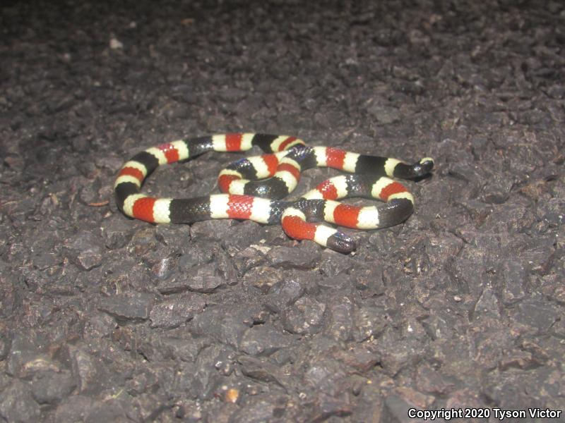 Arizona Coralsnake (Micruroides euryxanthus euryxanthus)