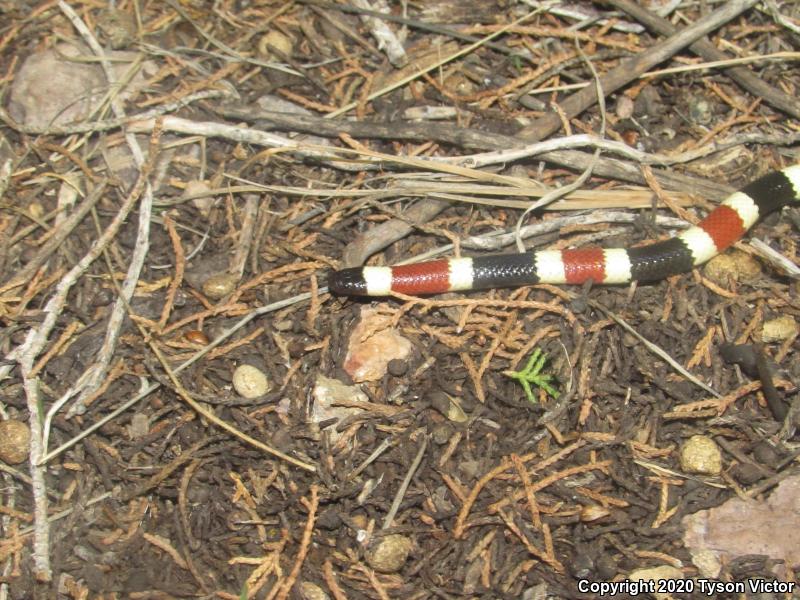 Arizona Coralsnake (Micruroides euryxanthus euryxanthus)