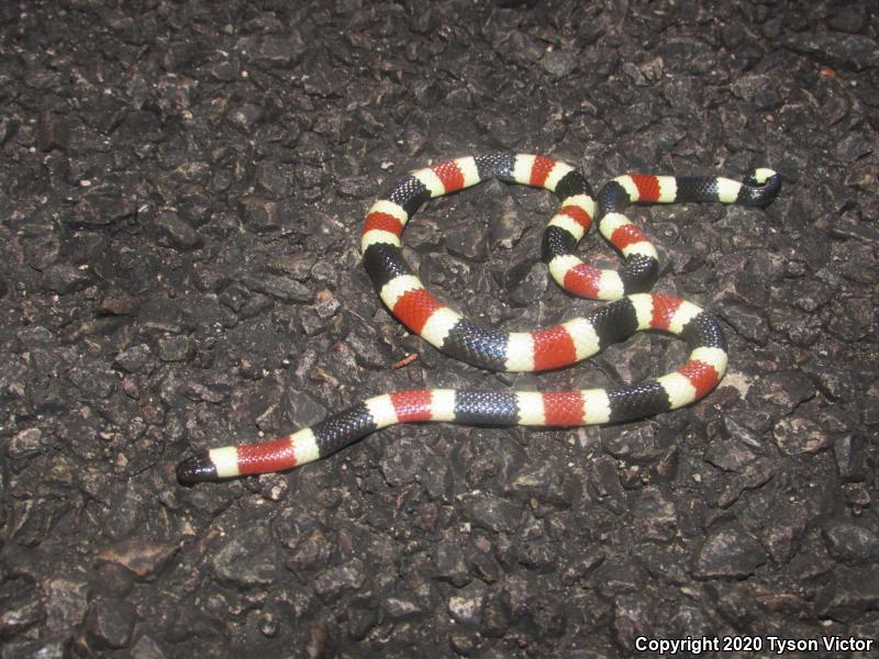 Arizona Coralsnake (Micruroides euryxanthus euryxanthus)