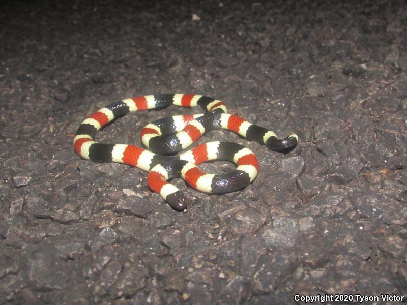 Arizona Coralsnake (Micruroides euryxanthus euryxanthus)