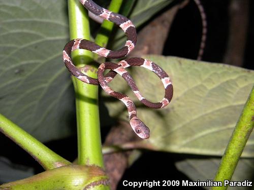 Yucatán Blunthead Tree Snake (Imantodes tenuissimus)
