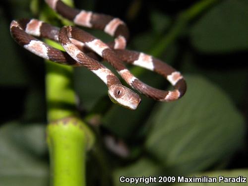 Yucatán Blunthead Tree Snake (Imantodes tenuissimus)