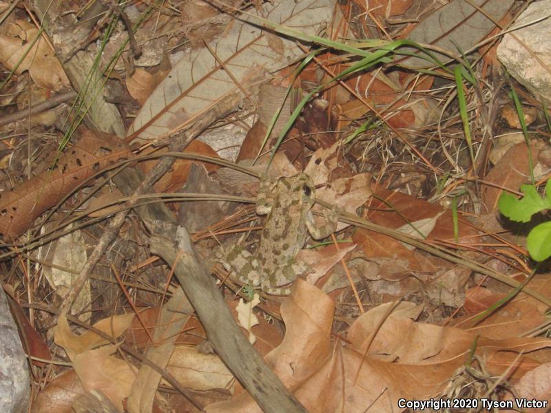 Canyon Treefrog (Hyla arenicolor)