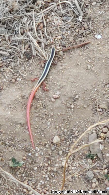 Western Redtail Skink (Plestiodon gilberti rubricaudatus)