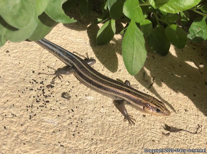 Five-lined Skink (Plestiodon fasciatus)