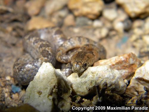 Pigmy Snail Sucker (Sibon sanniola)