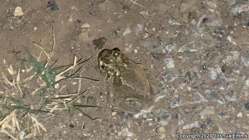 Plains Spadefoot (Spea bombifrons)