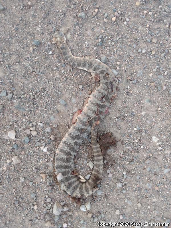 Tiger Rattlesnake (Crotalus tigris)