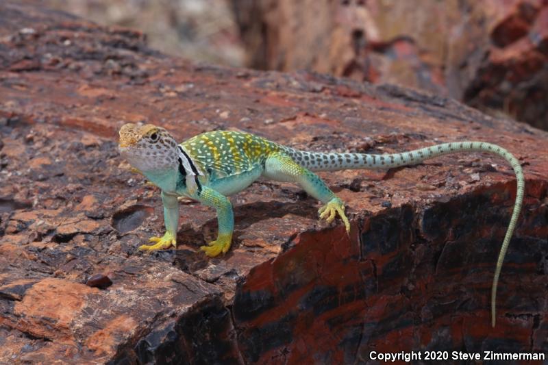 Eastern Collared Lizard (Crotaphytus collaris)